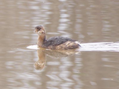 20191222 - Lake Betz - Pied-billed Grebe