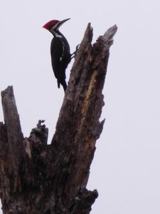 20191222 - Lake Betz - Pileated Woodpecker 1