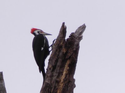 20191222 - Lake Betz - Pileated Woodpecker 2