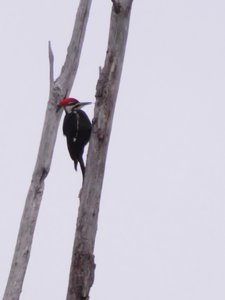 20191222 - Lake Betz - Pileated Woodpecker 3