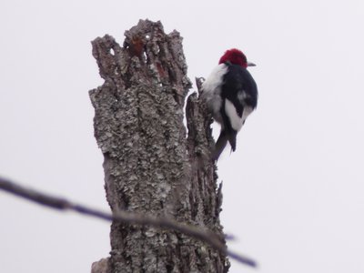 20191222 - Lake Betz - Red-headed Woodpecker