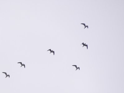 20191222 - Lake Betz - Ring-billed Gulls