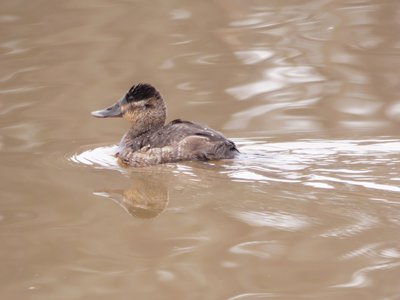 20191222 - Lake Betz - Ruddy Duck