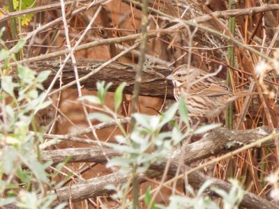 20191222 - Lake Betz - Song Sparrow 1