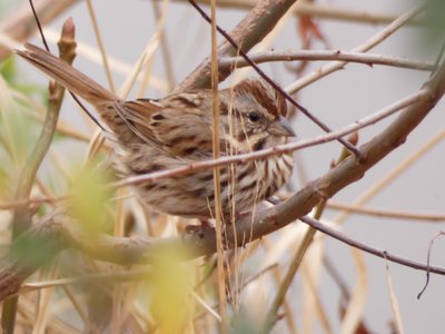 20191222 - Lake Betz - Song Sparrow 2