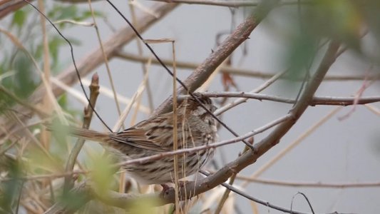 20191222 - Lake Betz - Song Sparrow 3