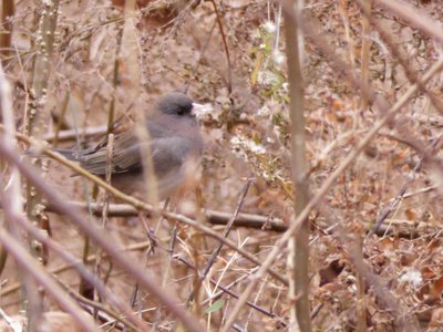 20191222 - RTP Greenway - Dark-eyed Junco