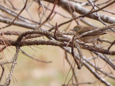 20191222 - RTP Greenway - Pine Warbler 1