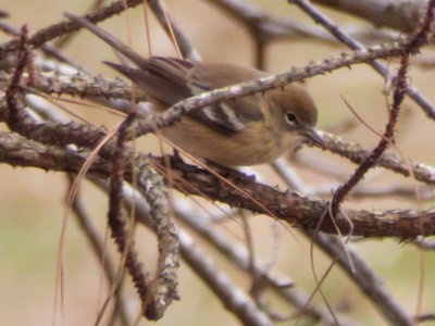 20191222 - RTP Greenway - Pine Warbler 2