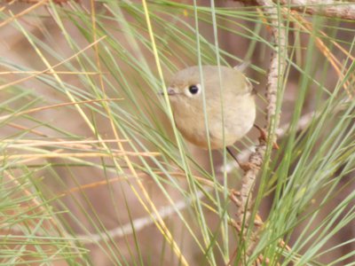 20191222 - RTP Greenway - Ruby-Crowned Kinglet 1