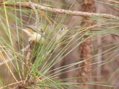 20191222 - RTP Greenway - Ruby-crowned Kinglet 2