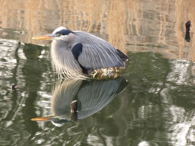 20191225 - Chapel Hill - Great Blue Heron