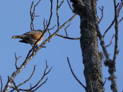 20191225 - Chapel Hill - Robin