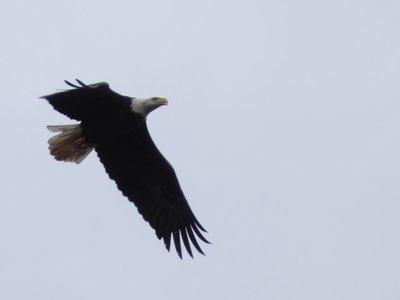 20191229 - Shelley Lake - Bald Eagle 1