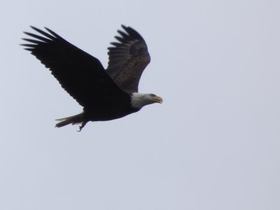 20191229 - Shelley Lake - Bald Eagle 2