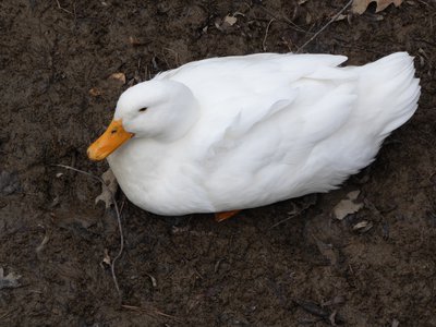 20191229 - Shelley Lake - Pekin Duck