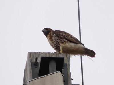 20191229 - Shelley Lake - Red-tailed Hawk