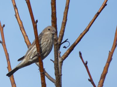 20190111 - Lake Betz - Female House Finch