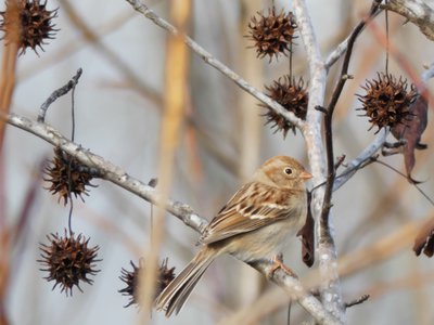 20190111 - Lake Betz - Field Sparrow