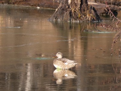 20190111 - Lake Betz - Gadwall 1