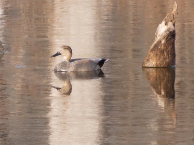 20190111 - Lake Betz - Gadwall 2