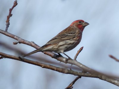 20190111 - Lake Betz - Male House Finch