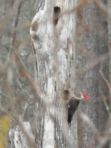 20190111 - Lake Betz - Pileated Woodpecker 1