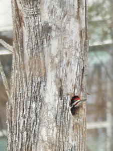 20190111 - Lake Betz - Pileated Woodpecker 2