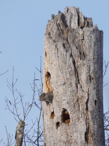 20190111 - Lake Betz - Squirrel