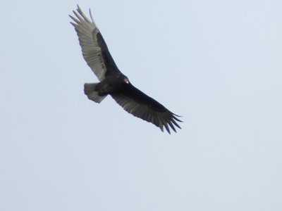 20190111 - Lake Betz - Turkey Vulture