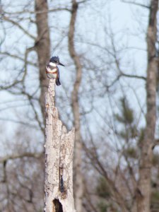 20200101 - Lake Betz - Belted Kingfisher 1