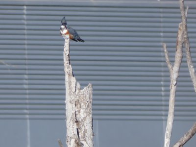 20200101 - Lake Betz - Belted Kingfisher 2