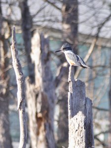 20200101 - Lake Betz - Belted Kingfisher 3