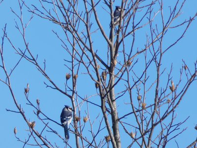 20200101 - Lake Betz - Blue Jay 1