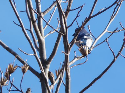 20200101 - Lake Betz - Blue Jay 2