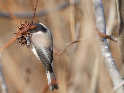 20200101 - Lake Betz - Carolina Chickadee