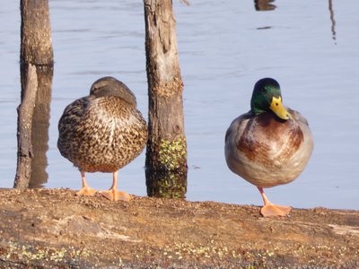 20200101 - Lake Betz - Mallards