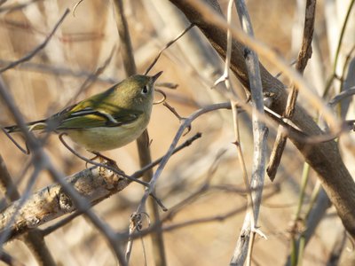 20200101 - Lake Betz - Ruby-crowned Kinglet 1