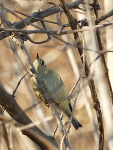 20200101 - Lake Betz - Ruby-crowned Kinglet 2