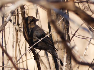 20200101 - Lake Betz - Rusty Blackbird