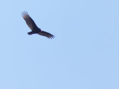 20200101 - Lake Betz - Turkey Vulture