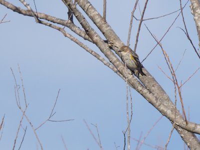 20200101 - Lake Betz - Yellow-rumped Warbler 1