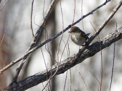 20200101 - Lake Betz - Yellow-rumped Warbler 2