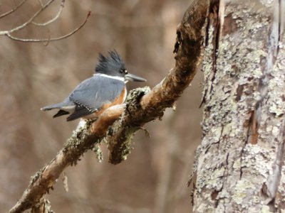 20200105 - Durant Nature Preserve - Belted Kingfisher