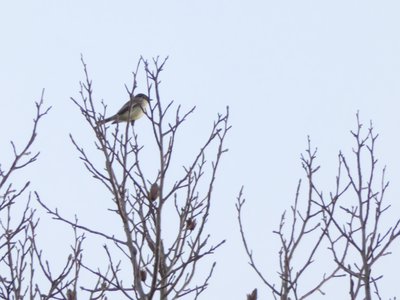 20200105 - Durant Nature Preserve - Eastern Phoebe