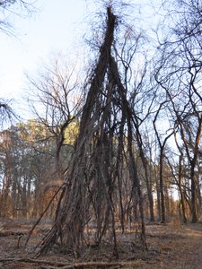 20200105 - Durant Nature Preserve - Fallen Tree