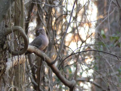 20200105 - Durant Nature Preserve - Mourning Dove