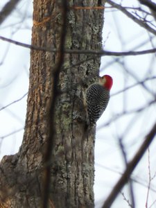 20200105 - Durant Nature Preserve - Red-bellied Woodpecker 1