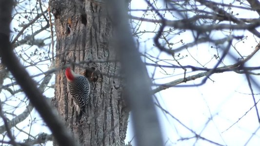 20200105 - Durant Nature Preserve - Red-bellied Woodpecker 2