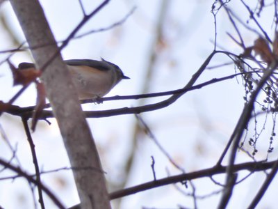 20200105 - Durant Nature Preserve - Tufted Titmouse